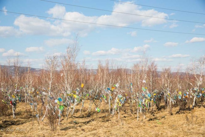 Pray flags tied to bushes right outside Ivolginsky territory.