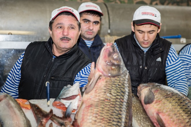 He has on offer this 8kg fish caught in Astrakhan in Russia's south. 
