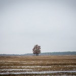 A tree stands in the middle of an empty field in Kursk region.