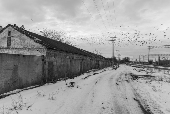 Crumbling buildings along the train tracks are home to hundreds of birds. 