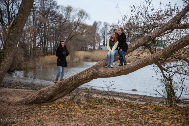 These three girls climbed onto a tree in front of the Peterhof palace as their friend took a picture.  