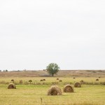 Hay for the winter being prepared in the neighboring village of Small Salnitsa.