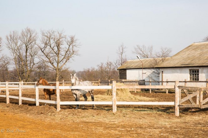 Two horses outside the refurbished stable.