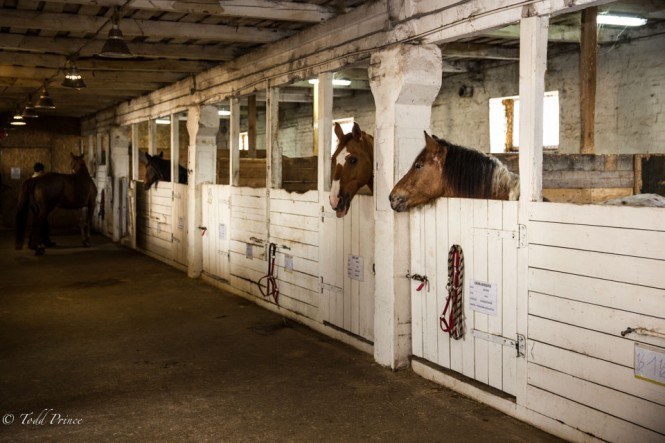 Kopiski owns various breeds of horses. 